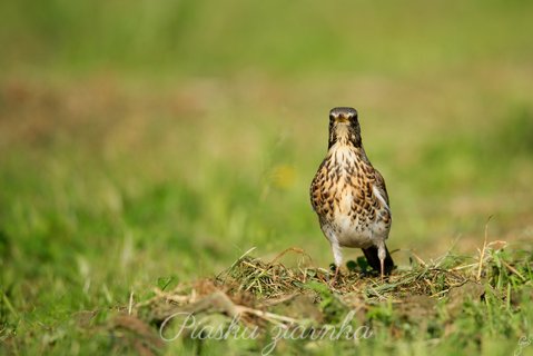 Kwiczoł (Turdus pilaris)