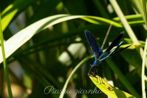 Świtezianka błyszcząca (Calopteryx splendens) na trzcinie w okolicy jeziora Dołgiego