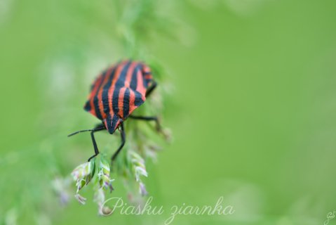 Strojnica baldaszkówka (Graphosoma lineatum)