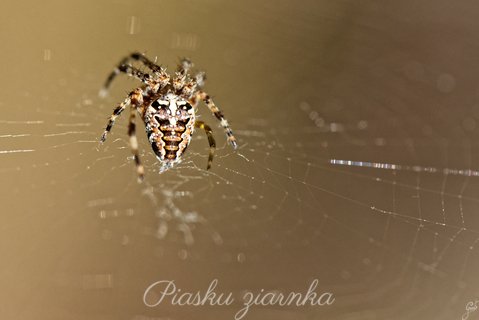 Krzyżak ogrodowy (Araneus diadematus)