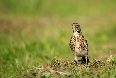 Kwiczoł (Turdus pilaris)