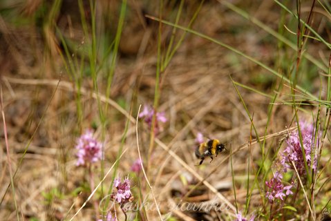 Trzmiel (Bombus)