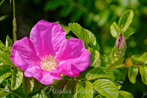 Róża pomarszona (Rosa rugosa)