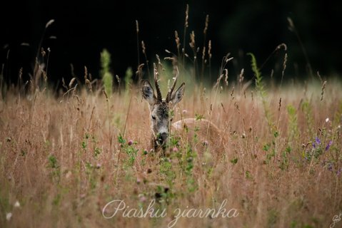 Sarna (Capreolus) - kozioł wcinający koniczynę na łące