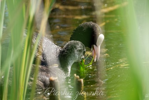 Łyska (Fulica atra) Wspólny posiłek dziecka z Mamą.