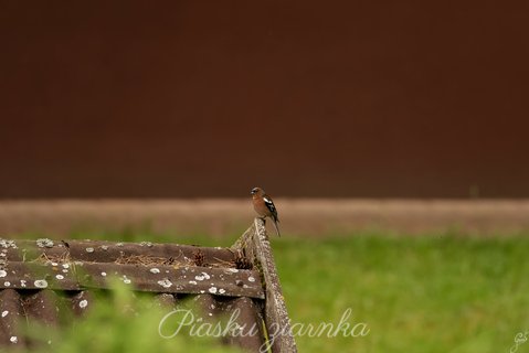 Zięba (Fringilla coelebs)