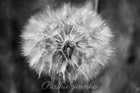 Mniszek pospolity (Taraxacum officinale)