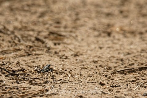 Trzyszcz leśny (Cicindela silvatica)