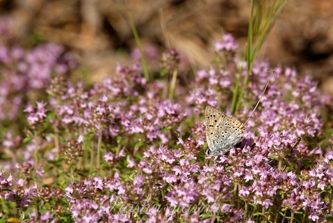 Modraszek argus (Plebejus argus)