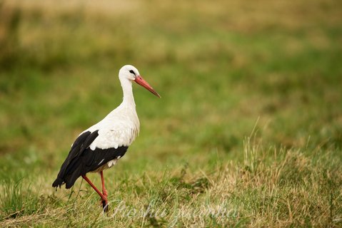 Bocian biały (Ciconia ciconia) stojący na jednej nodze