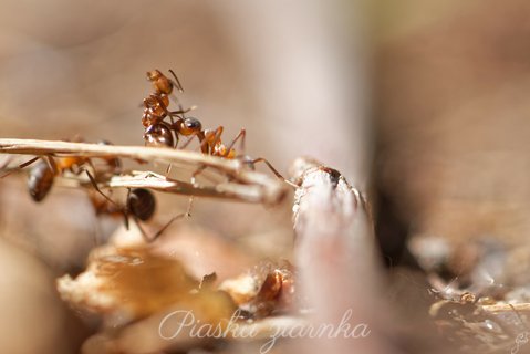 Mrówki w makrofotografii