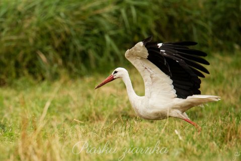 Bocian biały (Ciconia ciconia) wzbijający się w powietrze