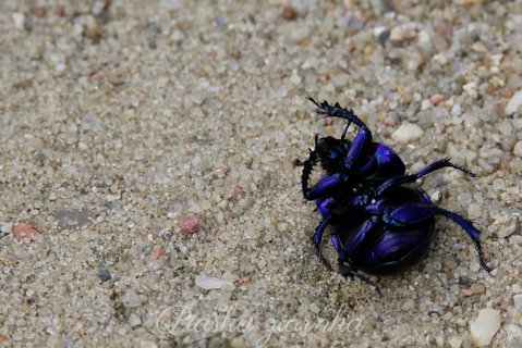 Żuk wiosenny (Trypocopris vernalis)