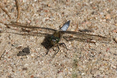 Lecicha białoznaczna (Orthetrum albistylum)