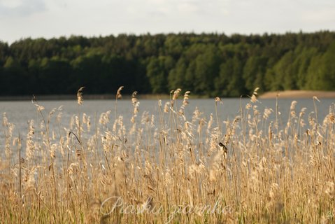 Łozówka (Acrocephalus palustris)