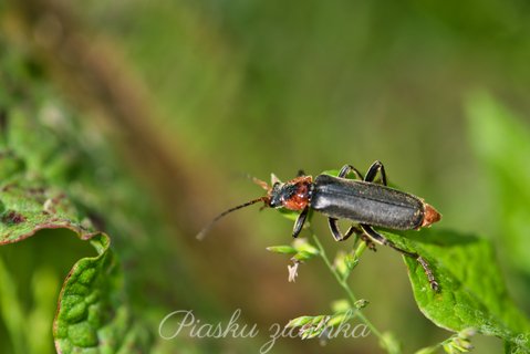 Omomiłek szary (Cantharis fusca)