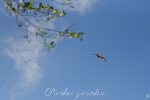 Mewa pospolita (Larus canus)