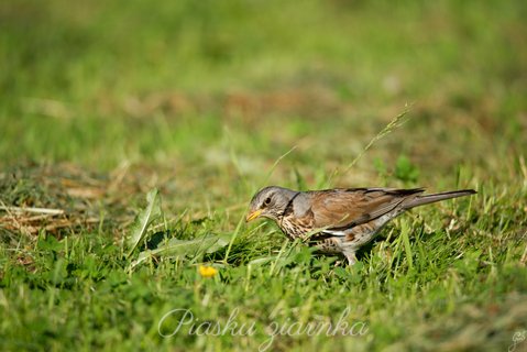 Kwiczoł (Turdus pilaris)