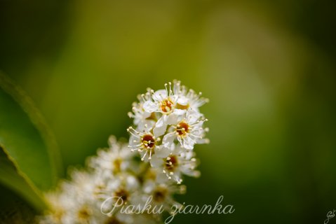 Tawlina jarzębolistna (Sorbaria sorbifolia)