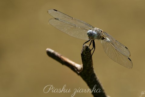 Lecicha białoznaczna (Orthetrum albistylum) wypatrująca ofiary na gałęzi