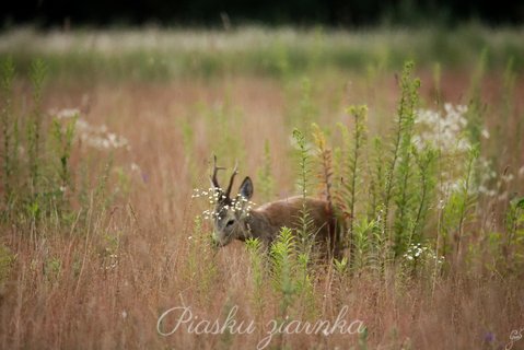 Sarna (Capreolus) - kozioł ukrywający się wśród łąki traw