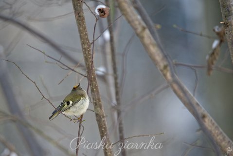 Zniczek (Regulus Ignicapilla)