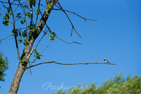 Pliszka siwa (Motacilla alba) na suchej gałęzi