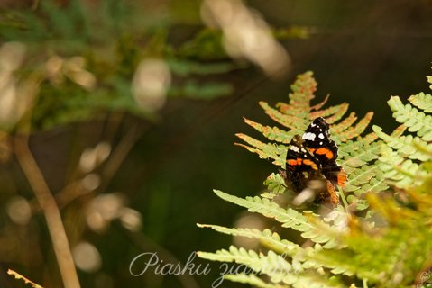 Rusałka admirał (Vanessa atalanta) na paproci