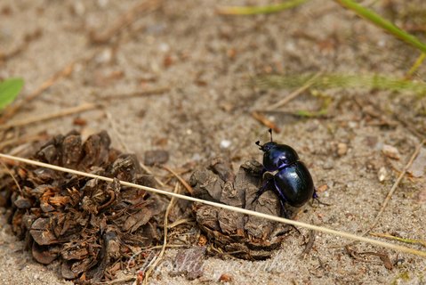 Żuk wiosenny (Trypocopris vernalis)