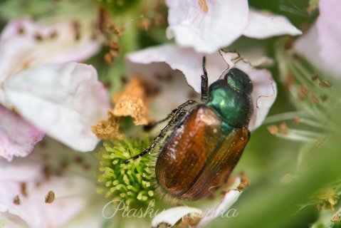 Ogrodnica niszczylistka (Phyllopertha horticola)