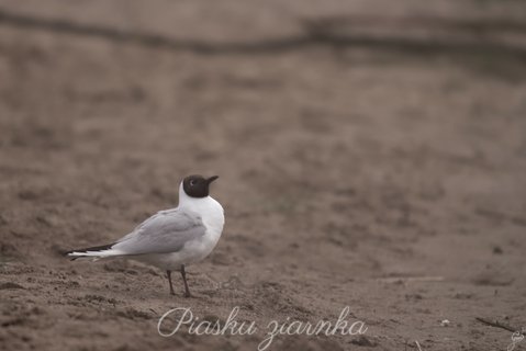 Śmieszka (Chroicocephalus ridibundus)