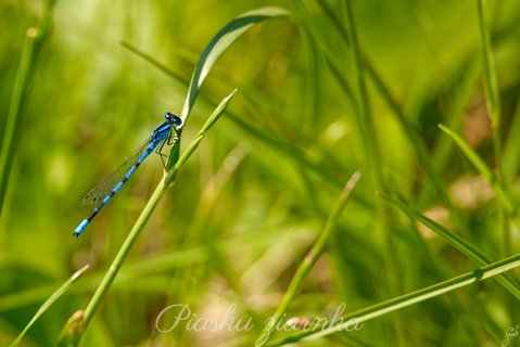 Łątka dzieweczka (Coenagrion puella)