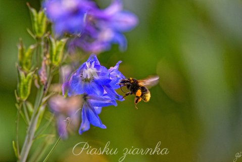 Trzmiel (Bombus) podlatujący do kwiatu