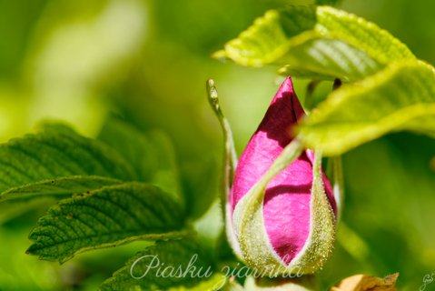 Róża pomarszona (Rosa rugosa)