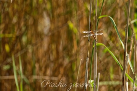 Szablak zwyczajny (Sympetrum vulgatum)