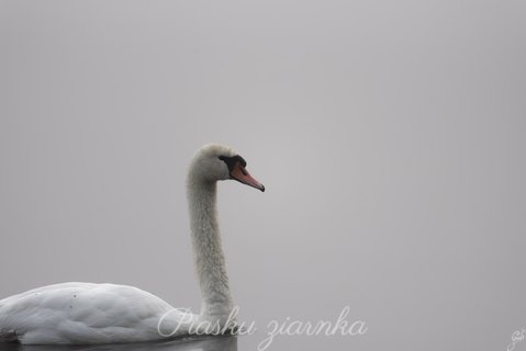 Łabędź niemy na gładkim jeziorze Pile