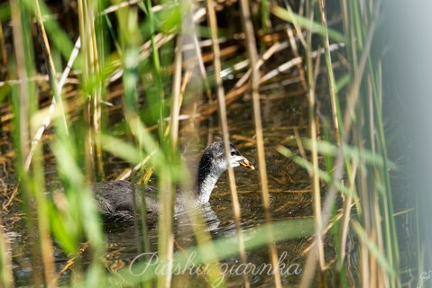 Łyska (Fulica atra)