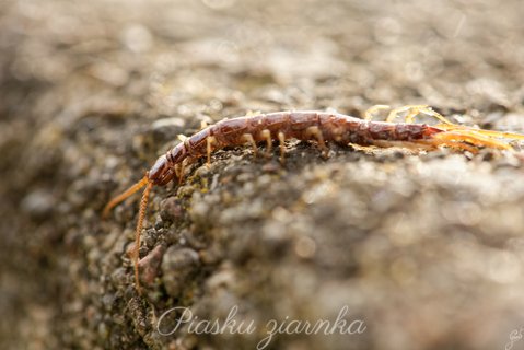 Skolopendra zwyczajna (Scolopendra morsitans)