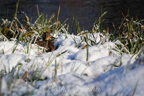 Kaczka Krzyżówka (Anas Platyrhynchos)