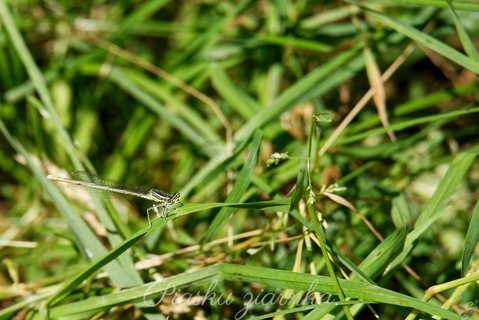 Pióronóg zwykły (Platycnemis pennipes) na źble trawy