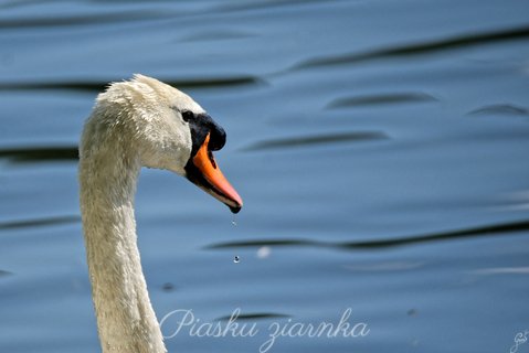 Łabędź niemy (Cygnus olor) z uchwyconą kroplą wody spadającą z dzioba