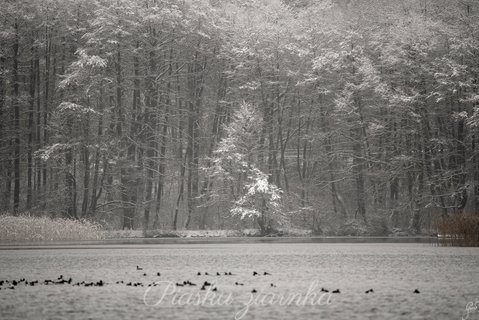 Zaśnieżony las nad przegiem jeziora Pile