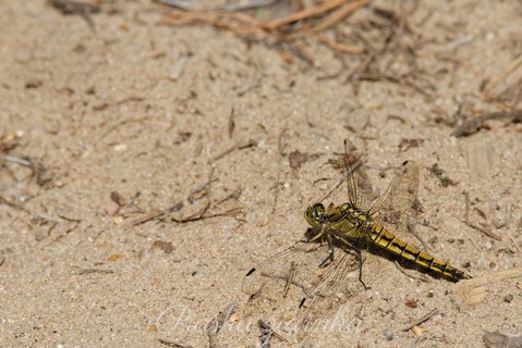 Szablak żółty (Sympetrum flaveolum)