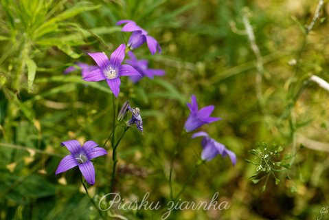 Dzwonek rozpierzchły (Campanula patula)