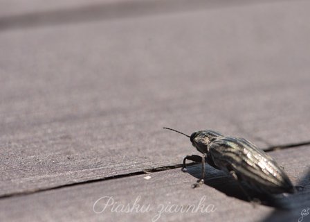 Miedziak sosnowiec (Chalcophora mariana)