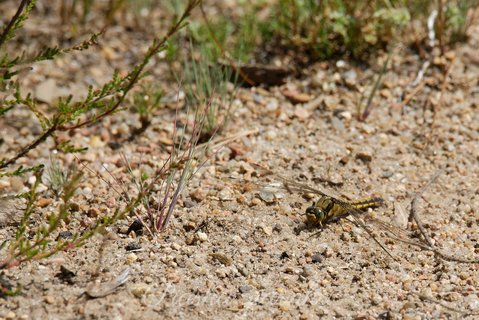 Szablak żółty (Sympetrum flaveolum)