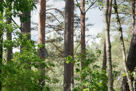 Gołąb Grzywacz (Columba palumus)