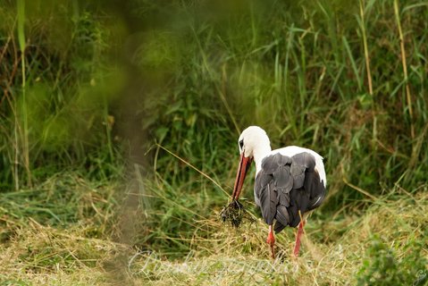 Bocian biały (Ciconia ciconia) szuka pożywienia w trawie