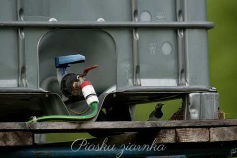 Pliszka siwa (Motacilla alba) obok gniazda