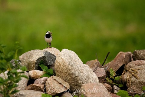 Pliszka siwa (Motacilla alba) na stercie kamieni